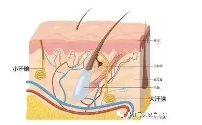 大连切除腋下大汗腺