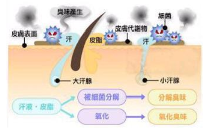 腋下怪味 原是狐臭在搞鬼