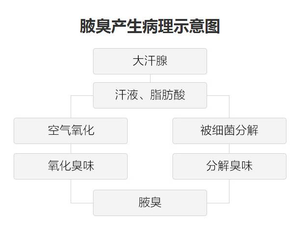 大连腋臭医院 与腋下狐臭相关2个因素