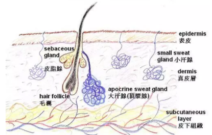 大连敖汉旗女性怎么判断患腋臭症