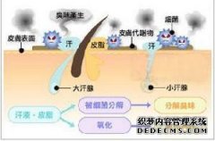 大连狐臭的病因与大汗腺的生理结构和功能有关吗